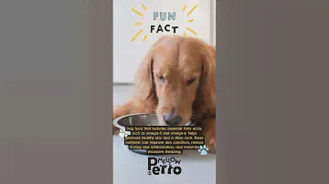 Unleash the Shine: Nourish Your Dog's Skin and Coat with Essential Fatty Acids