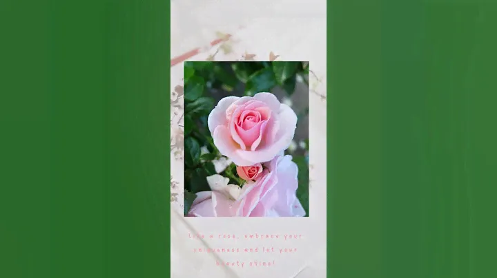 Like a rose, embrace your uniqueness and let your beauty shine!