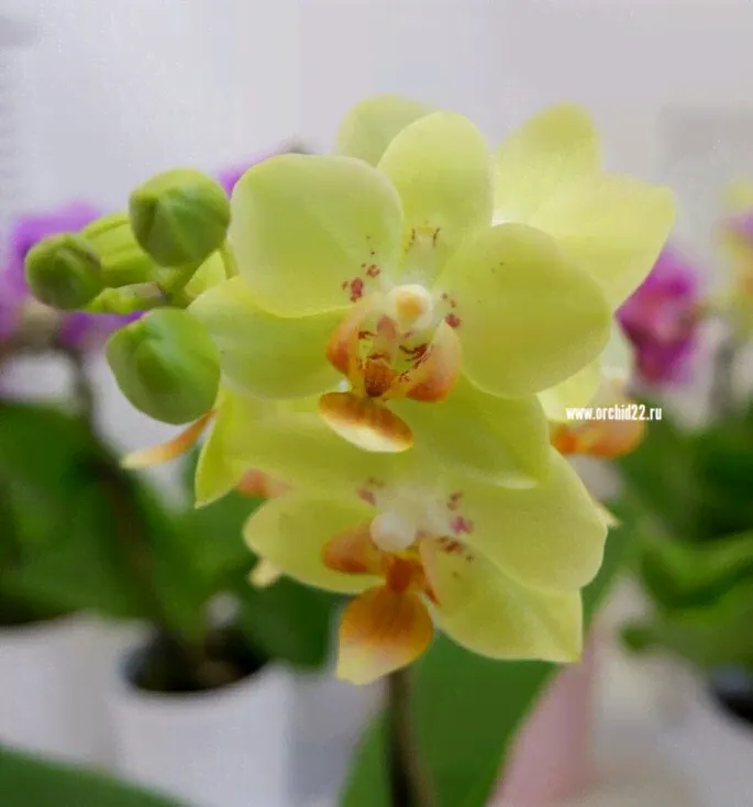 Орхидея Phalaenopsis Sunshine, multiflora (отцвел)-0